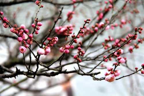 梦见花朵含苞欲放