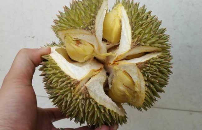 梦到有人送榴莲给自己