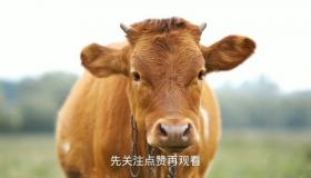 “属牛的人运程