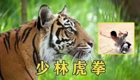 “1974年属虎人一生的命运如何