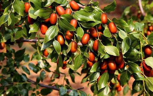 梦见吃了很多大枣