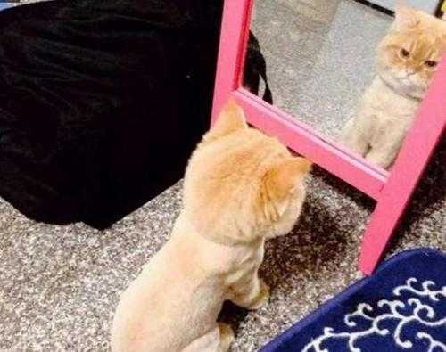 梦见别人送镜子给我