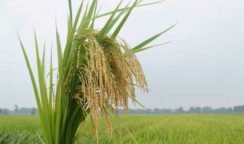 梦见筷子和稻谷