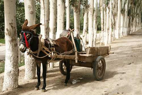 梦见坐毛驴车