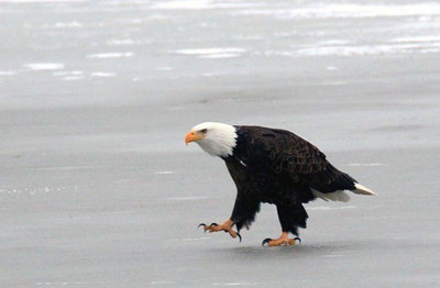 梦见在冰上行走