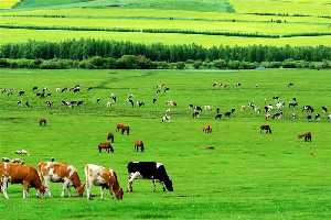 梦见草原上成群的牛