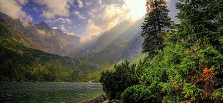 梦见大山树林茂盛