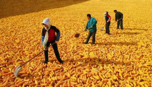 梦见晒玉米却下雨了