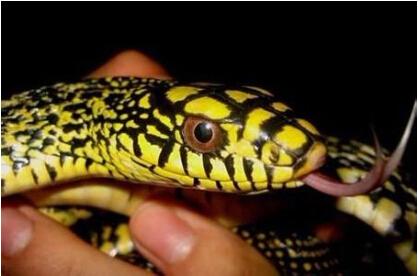 梦见没有蛇头的蛇