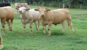 “1985年属牛适合什么颜色