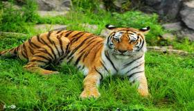 “1962年属虎今年财运