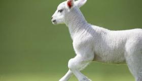 “属龙和属羊在一起的财运怎么样