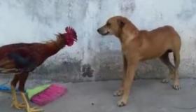 “男鸡女狗八字合可以一起吗-男鸡女