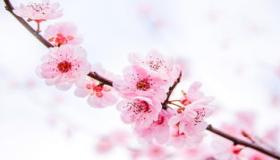 “八字野桃花姻缘-7天快速招到正缘桃