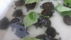 “八字喜火土养乌龟-五行属火的人适