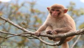 “92年属猴女在2023年感情运势