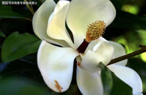 2023年属马人的每月运势