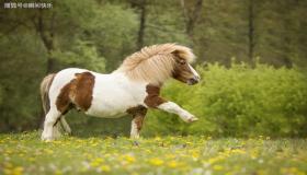 “1990年属马的人运势