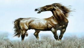 “生肖属马运势