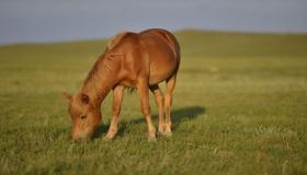 “1978年属马的人运程