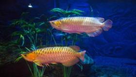 “八字土命的人养鱼好吗-土命人家里