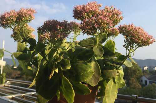 八字土多喜欢种花