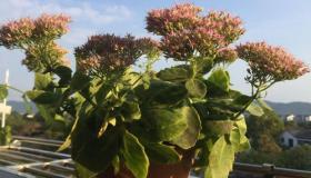 “八字土多喜欢种花-五行什么命的人