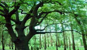 “八字如何确定用神-如何准确判断八