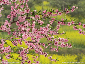 正官桃花 定为贵重啥意思