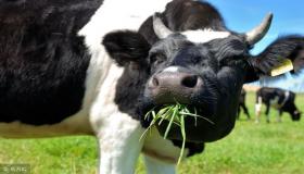 “虎和属牛的八字配吗-属牛的人和属