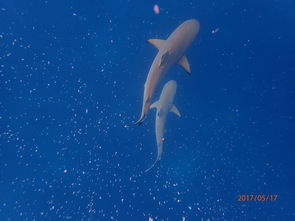 八字海底冲是八字硬吗