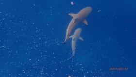 “八字海底冲是八字硬吗-海底冲的八