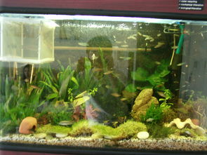 什么生辰八字的人不能养鱼