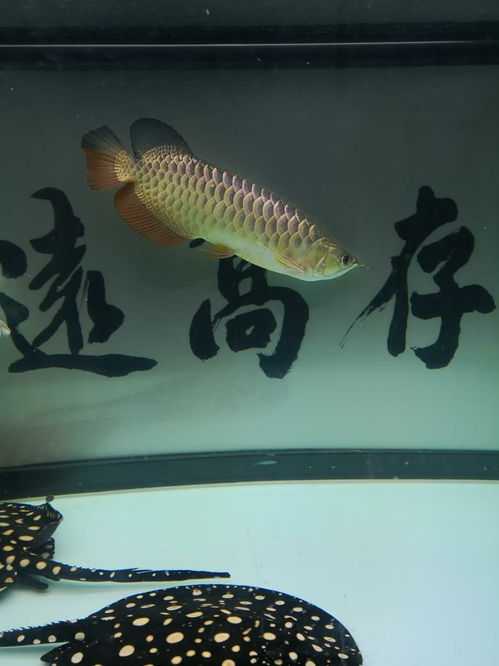 八字忌水就不能养鱼吗