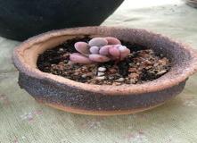 “八字属金适合养什么-五行缺金的人