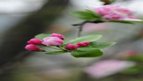 “八字怎么看配偶性格-配偶宫为酉金