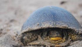 “八字看生性胆小-有生性胆小不敢追