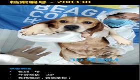 “八字 从比格 己生未月-戊午日生于