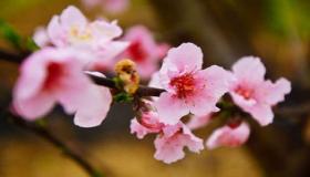 “八字中哪几个字代表桃花