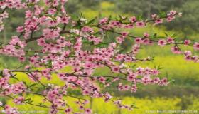 “女人犯桃花的八字-女命一生桃花运