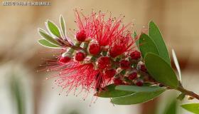 “八字日柱代表-八字日柱代表哪个年