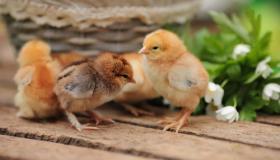 “鸡狗属八字不合婚-属鸡跟属狗的八