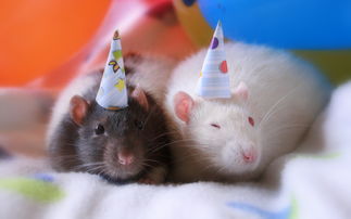 1995属猪和1996属鼠婚姻结婚吉日