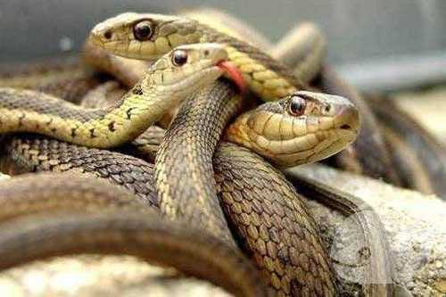 家里来蛇好不好风水