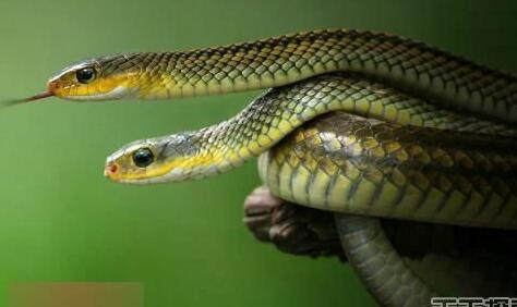 家里面来蛇是什么寓意?