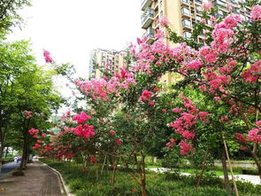 八字和紫薇大运不一样