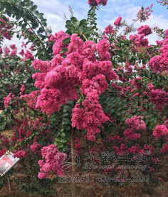 八字与紫微斗数結果相差太远