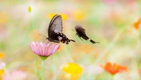 “八字蝴蝶双飞什么颜色-双飞蝴蝶格