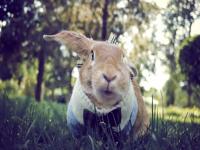 “属猪男和属兔女八字不合-属兔和属