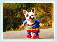 “属狗1970年9月16日7时八字-1970年6